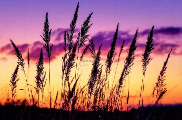 夕阳晚霞芦苇唯美摄影图