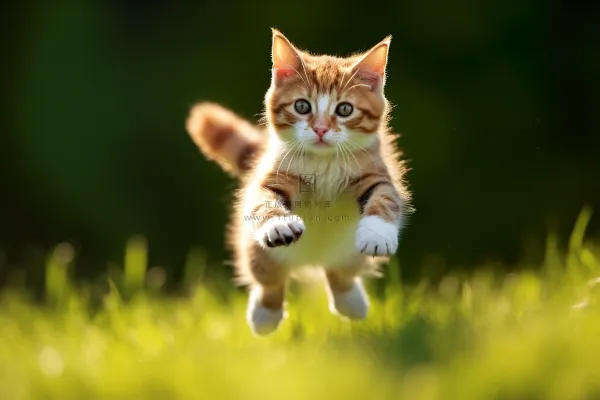 猫咪玩耍跳跃的猫咪可爱摄影图