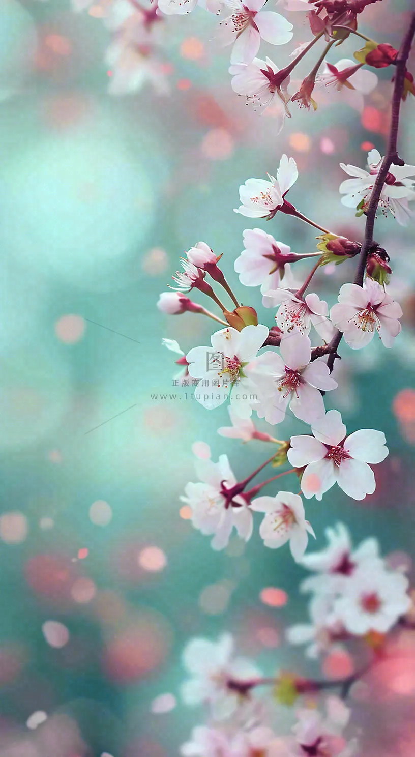 绚丽浪漫粉白色樱花花朵,惊蛰立春摄影图