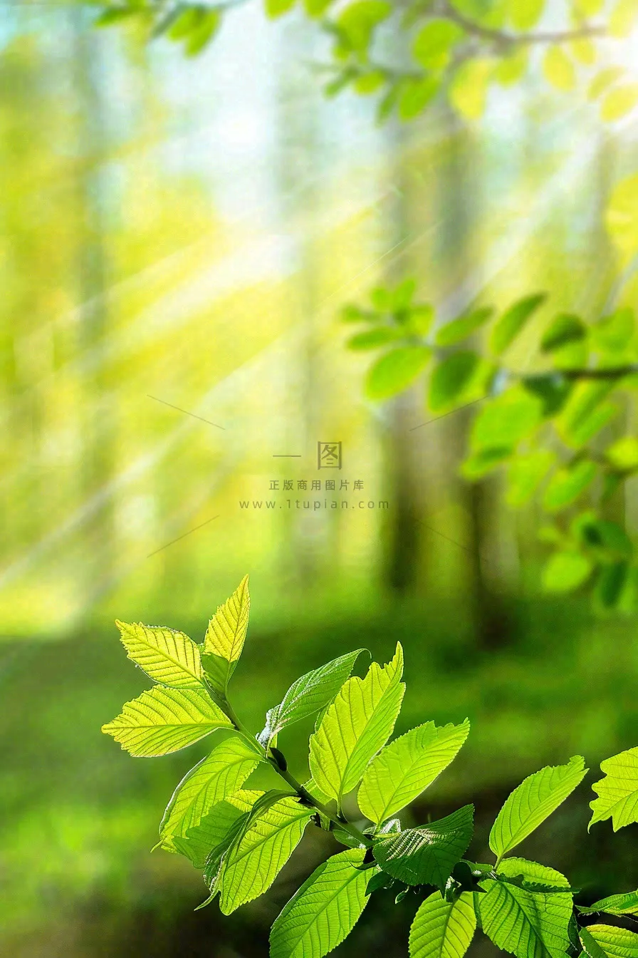 阳光绿叶森林大自然风景绿意春分夏至立夏清新摄影图