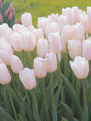 春天粉色郁金香花海绿叶温馨阳光，春分摄影图