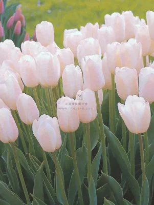 春天粉色郁金香花海绿叶温馨阳光,春分摄影图 春天粉色郁金香花海绿叶温馨阳光,春分摄影图