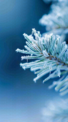 冬天寒冷白雪结冰小寒摄影图 冬天寒冷白雪结冰小寒摄影图