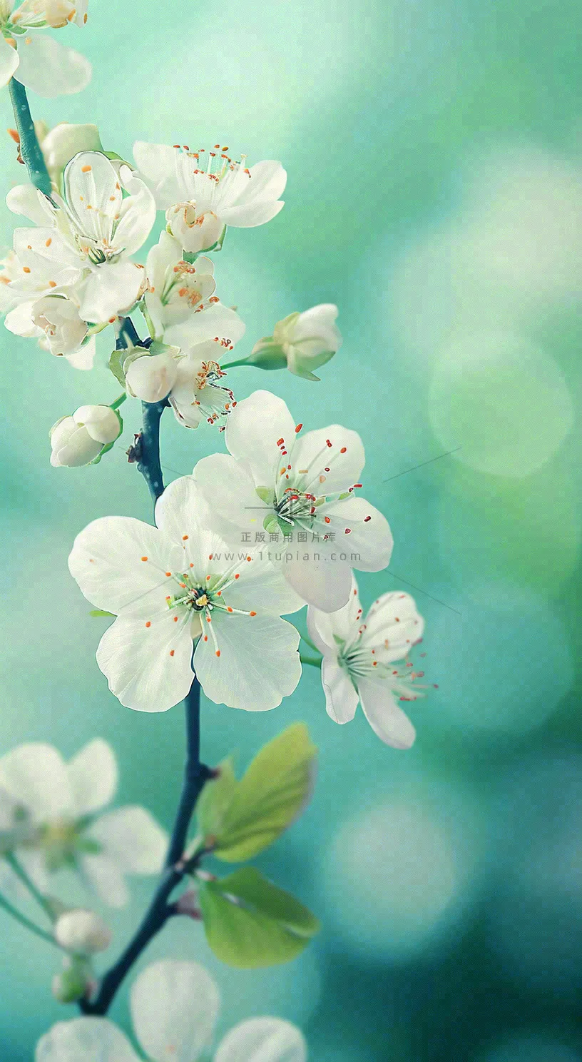 春天清新白色花朵枝叶，春分立春摄影图