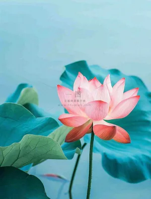 夏天池塘荷花荷叶蓝色唯美处暑大暑小暑摄影图 夏天池塘荷花荷叶蓝色唯美处暑大暑小暑摄影图