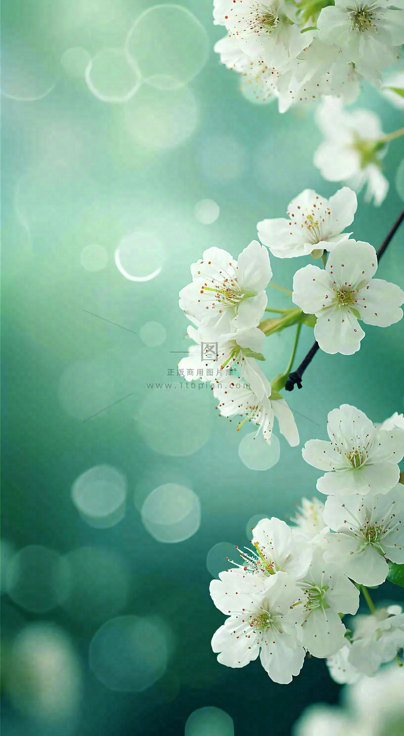 春天枝头上开满花朵，春分摄影图