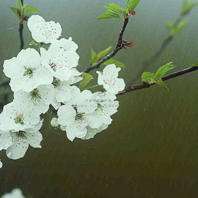 春天雨天白色花朵，雨水谷雨摄影图