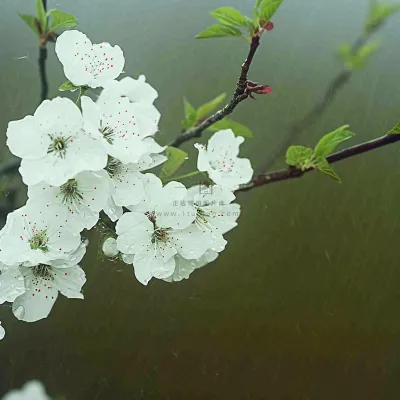 春天雨天白色花朵，雨水谷雨摄影图