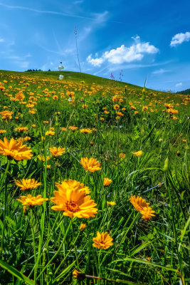 春天草原盛开的鲜花花朵花丛蓝天白云摄影图