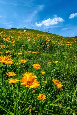 春天草原盛开的鲜花花朵花丛蓝天白云摄影图