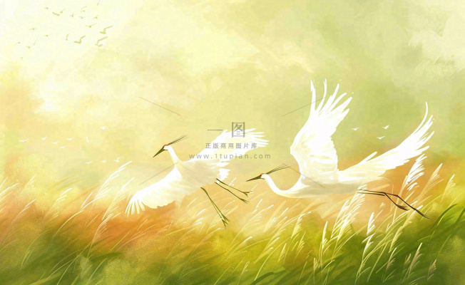 秋天白鹭飞鹤芦苇丛白露寒露节气插画背景 秋天白鹭飞鹤芦苇丛白露寒露节气插画背景
