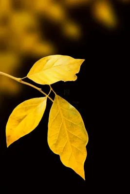 黄色秋叶大气景色节气海报背景 黄色秋叶大气景色节气海报背景