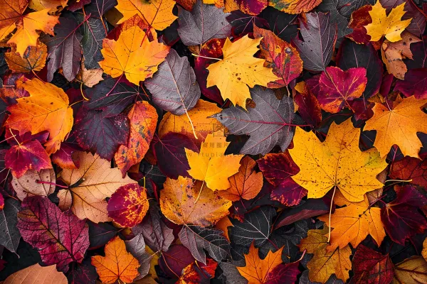 秋天金红落叶铺满地面立秋秋分摄影图 秋天金红落叶铺满地面立秋秋分摄影图