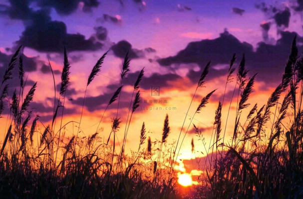 夕阳晚霞芦苇唯美摄影图