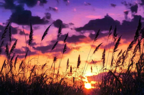 夕阳晚霞芦苇唯美摄影图