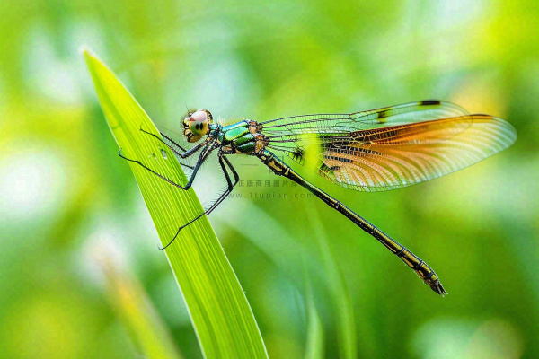 夏天植物绿叶上的蜻蜓绿意昆虫立夏夏至小暑大暑摄影图