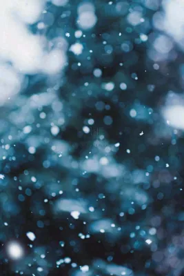 冬季下雪天寒冷树林松树小雪大雪小寒摄影图 冬季下雪天寒冷树林松树小雪大雪小寒摄影图