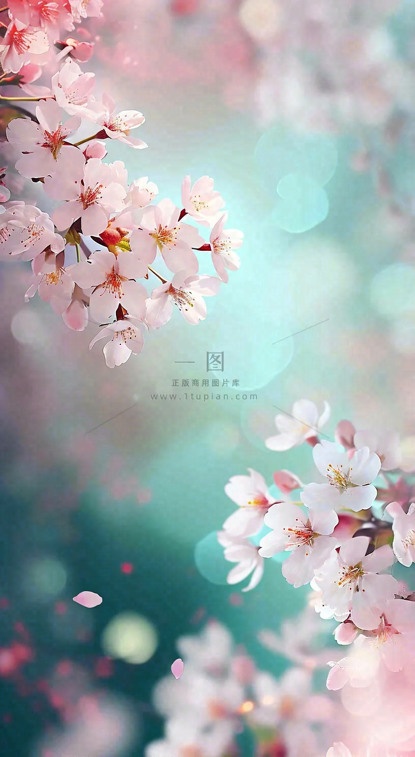 春天浪漫花朵白色樱花，立春春分惊蛰摄影图
