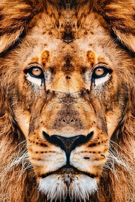 狮子雄狮头部特写保护动物摄影图