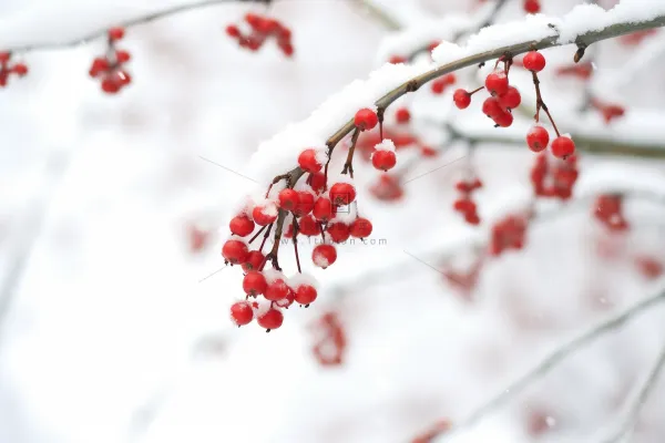 冬季红色果子的树枝上挂满了白雪雪景摄影图