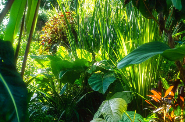 热带植物园绿植摄影图 热带植物园绿植摄影图