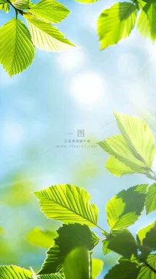 春天绿叶阳光小清新春分立夏摄影图 春天绿叶阳光小清新春分立夏摄影图