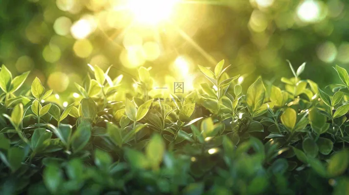 阳光下的植物绿叶立春春分摄影图