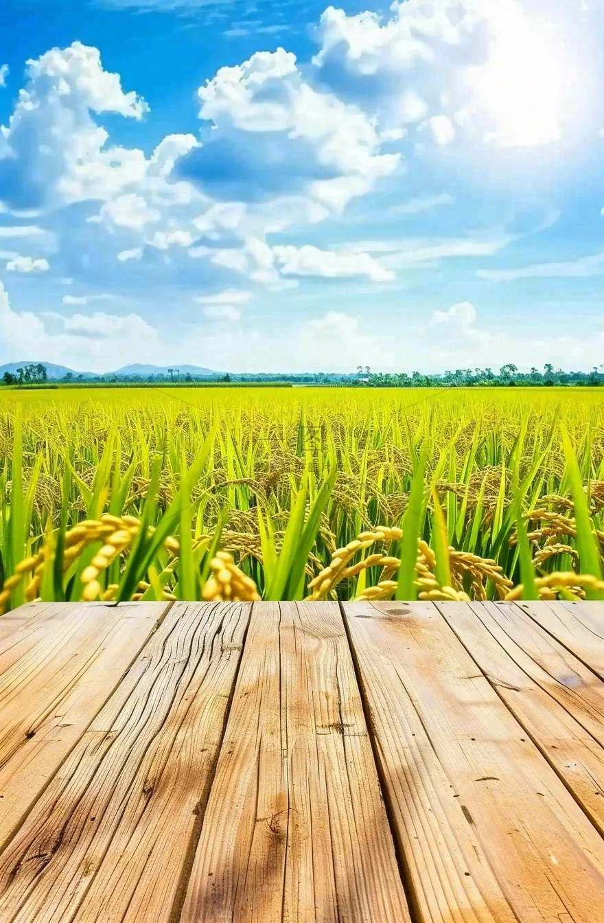 绿油油的农田稻田木板栈道粮食小满芒种世界粮食日摄影图
