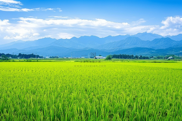 大片农田水稻远山蓝天白云摄影图