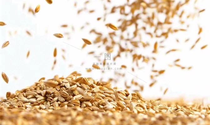 世界粮食日谷物米饭稻谷小麦摄影图