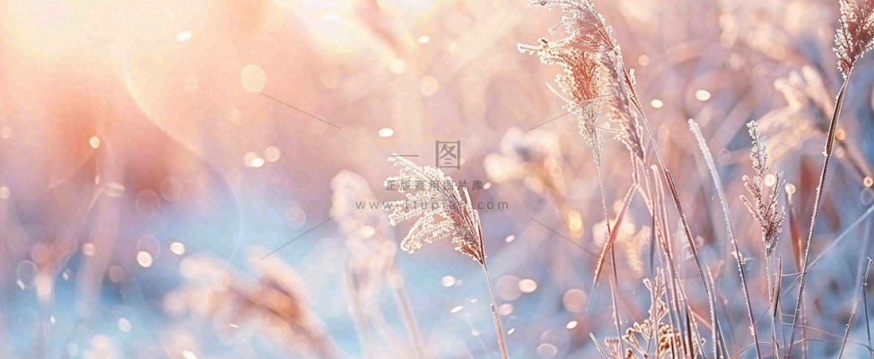 冬天下雪天的芦苇荡夕阳晚霞小雪大雪摄影图