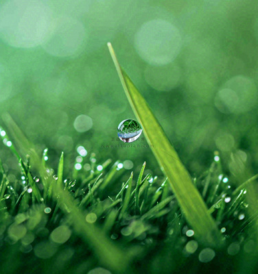 春天草地绿叶上的露珠,惊蛰雨水谷雨摄影图 春天草地绿叶上的露珠,惊蛰雨水谷雨摄影图