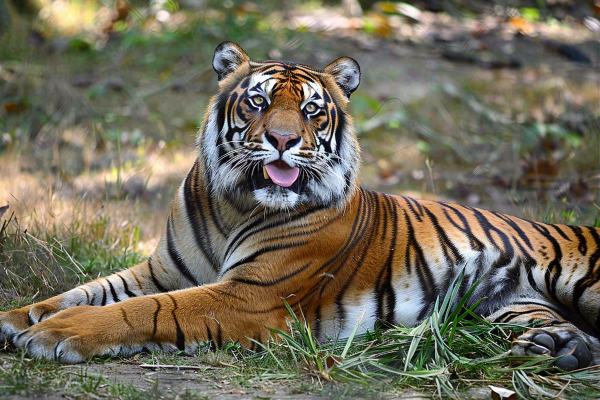 老虎动物园躺着休息的老虎悠闲摄影图