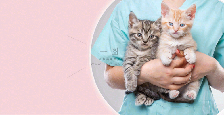 猫狗宠物店宣传卡通插画背景 猫狗宠物店宣传卡通插画背景
