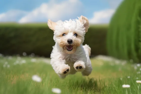 白色西高地宠物狗在草坪飞奔玩耍快乐摄影图