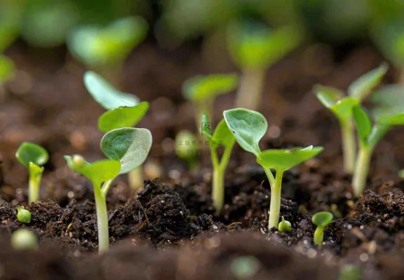 春天抽新芽发芽黑土地立春惊蛰摄影图