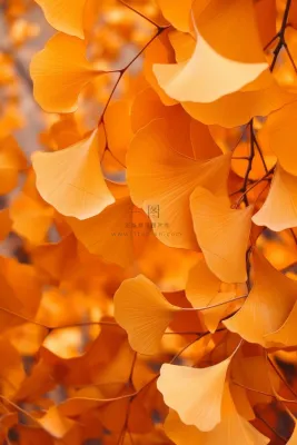 简约风摄影秋叶金黄色背景 简约风摄影秋叶金黄色背景