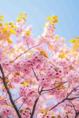 春天蓝天清新粉红桃花花朵树枝嫩叶，立春摄影图