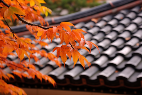 秋末雨过红枫叶苏州庭院风景摄影图