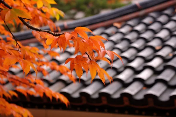 秋末雨过红枫叶苏州庭院风景摄影图