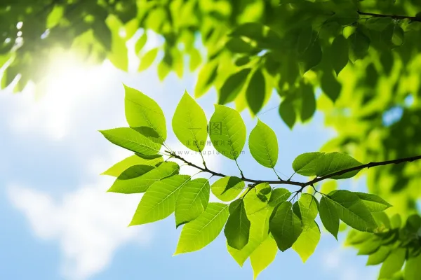 蓝天白云阳光下的绿叶植物树枝摄影图
