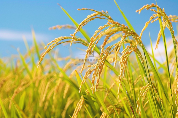 水稻农田种植粮食稻穗摄影图