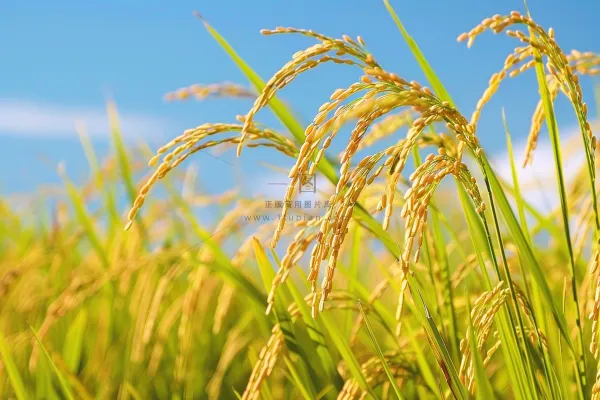 水稻农田种植粮食稻穗摄影图