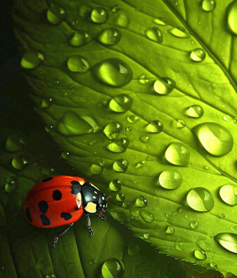 春天夏天七星瓢虫动物昆虫在绿叶上,谷雨立夏夏至小暑摄影图 春天夏天七星瓢虫动物昆虫在绿叶上,谷雨立夏夏至小暑摄影图