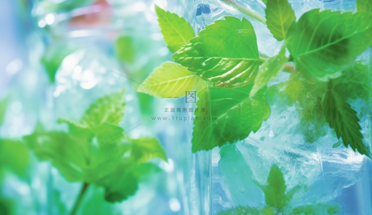清凉夏日冰块薄荷水背景