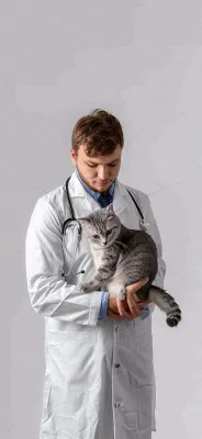 萌宠宠物医院医生抱着猫咪摄影图背景 萌宠宠物医院医生抱着猫咪摄影图背景