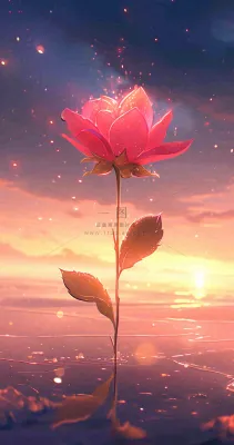 海平面上渐变落日前的一支粉色玫瑰花鲜花花朵，鲜艳爱情