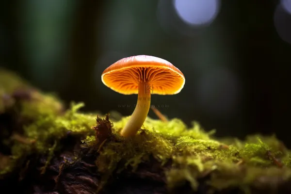 苔藓上生长着一个蘑菇细节特写摄影图 苔藓上生长着一个蘑菇细节特写摄影图