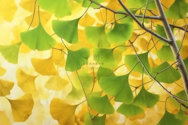 秋天银杏叶背景 秋天银杏叶背景