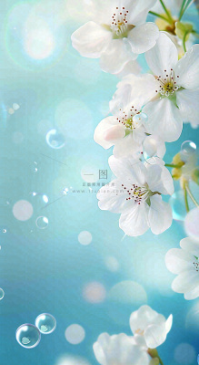 唯美清新白色鲜花,文艺新鲜浪漫情人节摄影图 唯美清新白色鲜花,文艺新鲜浪漫情人节摄影图